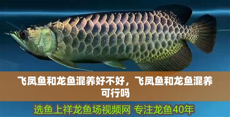 飛鳳魚和龍魚混養好不好，飛鳳魚和龍魚混養可行嗎