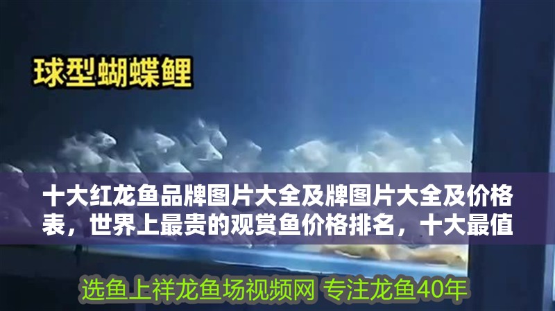 十大紅龍魚品牌圖片大全及牌圖片大全及價(jià)格表，世界上最貴的觀賞魚價(jià)格排名，十大最值錢的觀賞魚