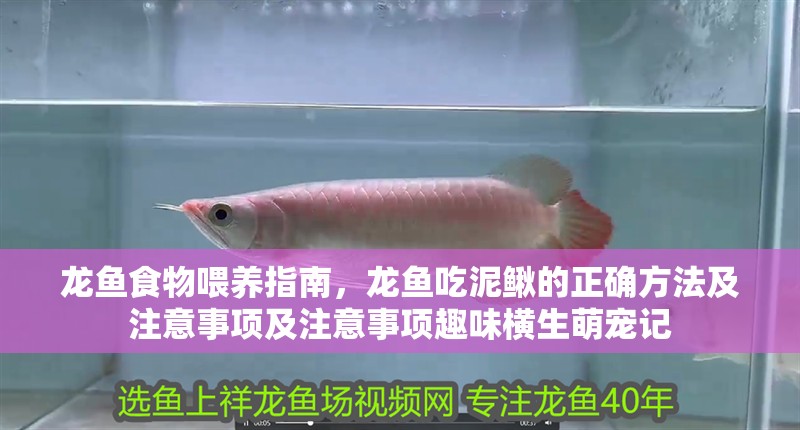 龍魚食物喂養指南，龍魚吃泥鰍的正確方法及注意事項及注意事項趣味橫生萌寵記