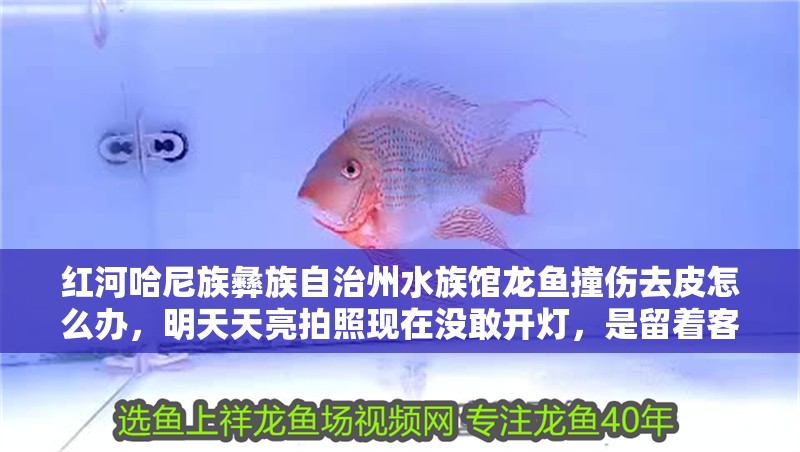 紅河哈尼族彝族自治州水族館龍魚撞傷去皮怎么辦，明天天亮拍照現在沒敢開燈，是留著客廳燈還是關了？