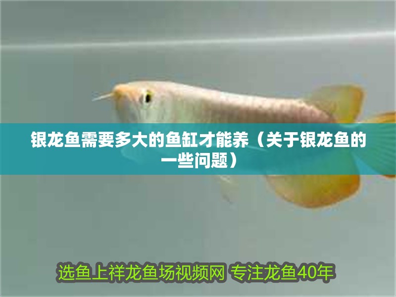 銀龍魚需要多大的魚缸才能養（關于銀龍魚的一些問題） 銀龍魚需要多大的魚缸才能養（關于銀龍魚的一些問題） 觀賞魚百科
