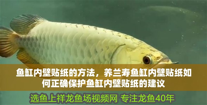 魚缸內壁貼紙的方法，養蘭壽魚缸內壁貼紙如何正確保護魚缸內壁貼紙的建議