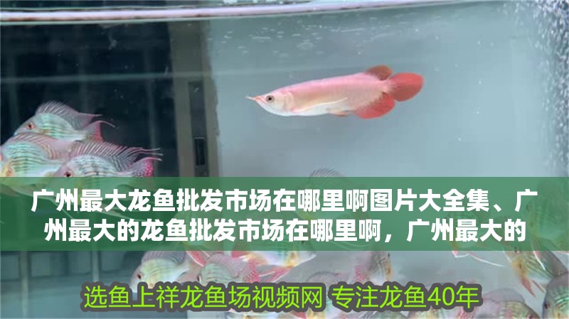 廣州最大龍魚批發市場在哪里啊圖片大全集、廣州最大的龍魚批發市場在哪里啊，廣州最大的龍魚批發市場在哪里啊