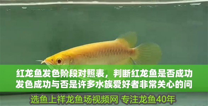 紅龍魚發色階段對照表，判斷紅龍魚是否成功發色成功與否是許多水族愛好者非常關心的問題