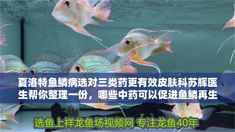 夏洛特魚鱗病選對三類藥更有效皮膚科蘇輝醫生幫你整理一份，哪些中藥可以促進魚鱗再生？