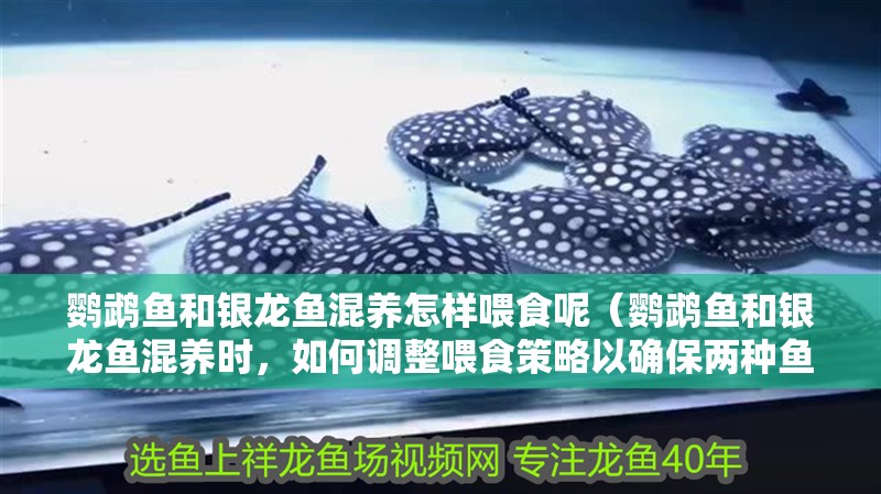 鸚鵡魚(yú)和銀龍魚(yú)混養(yǎng)怎樣喂食呢（鸚鵡魚(yú)和銀龍魚(yú)混養(yǎng)時(shí)，如何調(diào)整喂食策略以確保兩種魚(yú)都能得到足夠的食物） 鸚鵡魚(yú)和銀龍魚(yú)混養(yǎng)怎樣喂食呢（鸚鵡魚(yú)和銀龍魚(yú)混養(yǎng)時(shí)，如何調(diào)整喂食策略以確保兩種魚(yú)都能得到足夠的食物） 觀賞魚(yú)百科