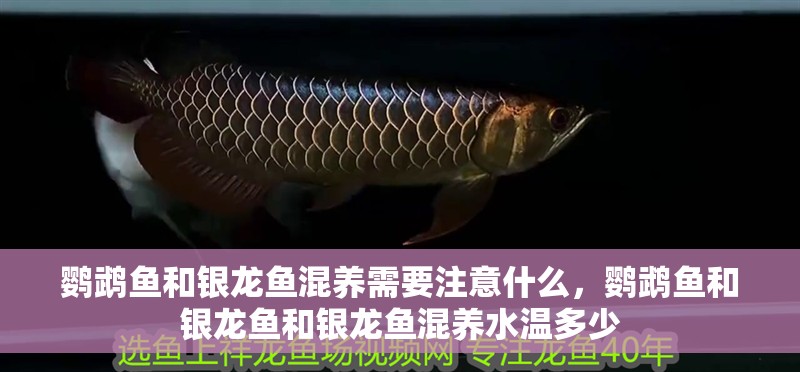 鸚鵡魚和銀龍魚混養需要注意什么，鸚鵡魚和銀龍魚和銀龍魚混養水溫多少