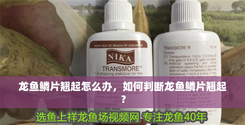 龍魚鱗片翹起怎么辦，如何判斷龍魚鱗片翹起？