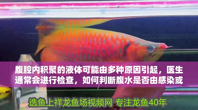 腹腔內(nèi)積聚的液體可能由多種原因引起，醫(yī)生通常會進(jìn)行檢查，如何判斷腹水是否由感染或腫瘤引起