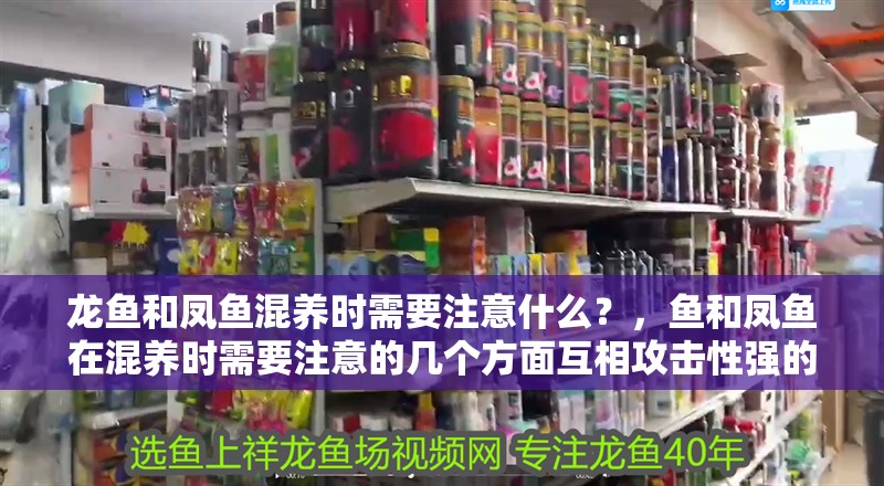 龍魚和鳳魚混養(yǎng)時(shí)需要注意什么？，魚和鳳魚在混養(yǎng)時(shí)需要注意的幾個(gè)方面互相攻擊性強(qiáng)的魚類