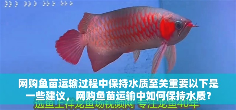 網購魚苗運輸過程中保持水質至關重要以下是一些建議，網購魚苗運輸中如何保持水質？