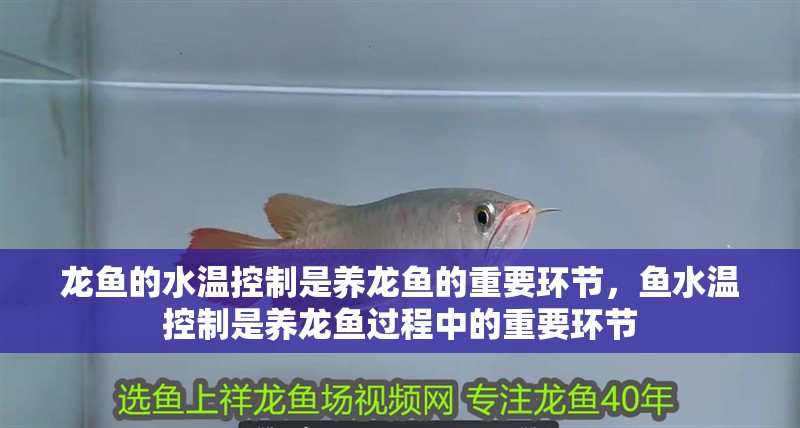龍魚的水溫控制是養(yǎng)龍魚的重要環(huán)節(jié)，魚水溫控制是養(yǎng)龍魚過程中的重要環(huán)節(jié)