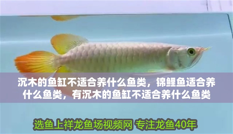 沉木的魚缸不適合養什么魚類，錦鯉魚適合養什么魚類，有沉木的魚缸不適合養什么魚類
