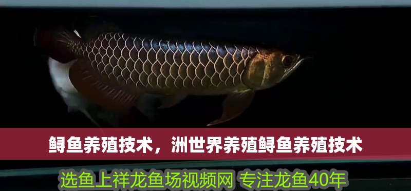 鱘魚養殖技術，洲世界養殖鱘魚養殖技術 鱘魚養殖技術，洲世界養殖鱘魚養殖技術 觀賞魚百科