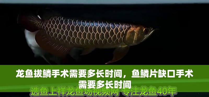 龍魚拔鱗手術(shù)需要多長時間，魚鱗片缺口手術(shù)需要多長時間