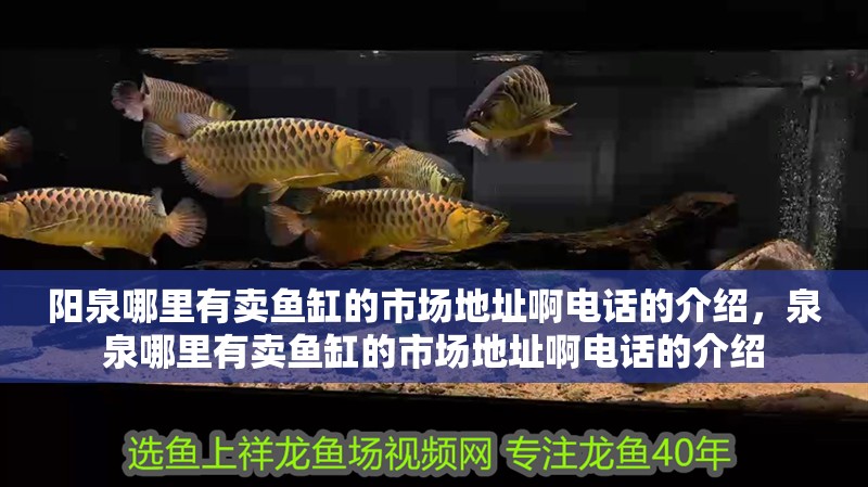 陽泉哪里有賣魚缸的市場地址啊電話的介紹，泉泉哪里有賣魚缸的市場地址啊電話的介紹
