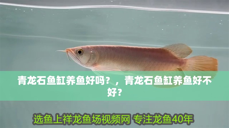 青龍石魚缸養魚好嗎？，青龍石魚缸養魚好不好？