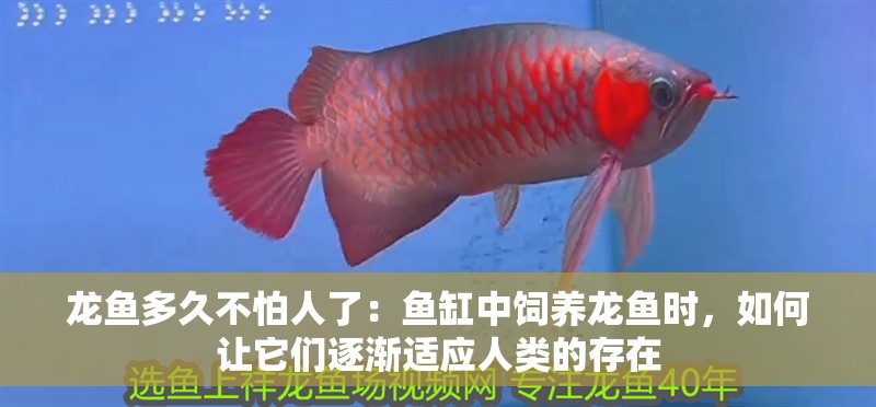 龍魚(yú)多久不怕人了：魚(yú)缸中飼養(yǎng)龍魚(yú)時(shí)，如何讓它們逐漸適應(yīng)人類的存在