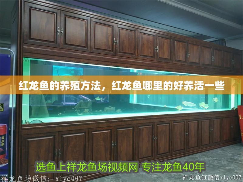 紅龍魚的養殖方法，紅龍魚哪里的好養活一些