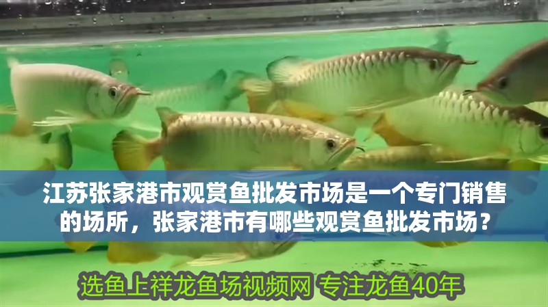 江蘇張家港市觀賞魚批發市場是一個專門銷售的場所，張家港市有哪些觀賞魚批發市場？