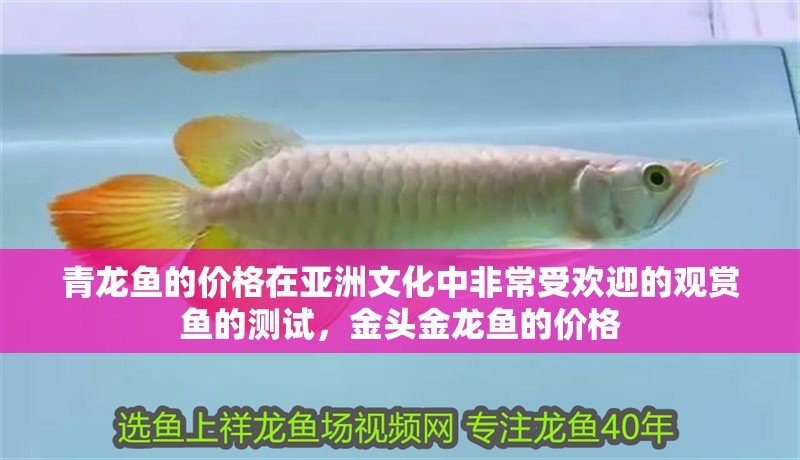青龍魚的價格在亞洲文化中非常受歡迎的觀賞魚的測試，金頭金龍魚的價格