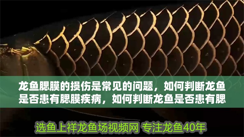 龍魚腮膜的損傷是常見的問題，如何判斷龍魚是否患有腮膜疾病，如何判斷龍魚是否患有腮膜疾病？