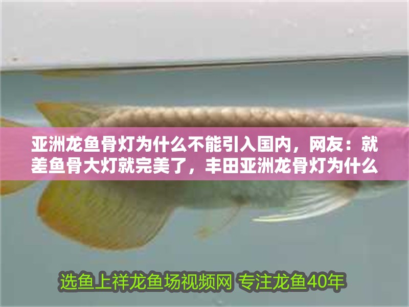 亞洲龍魚骨燈為什么不能引入國內(nèi)，網(wǎng)友：就差魚骨大燈就完美了，豐田亞洲龍骨燈為什么不能引入國內(nèi)，網(wǎng)友：就差魚骨大燈就完美了