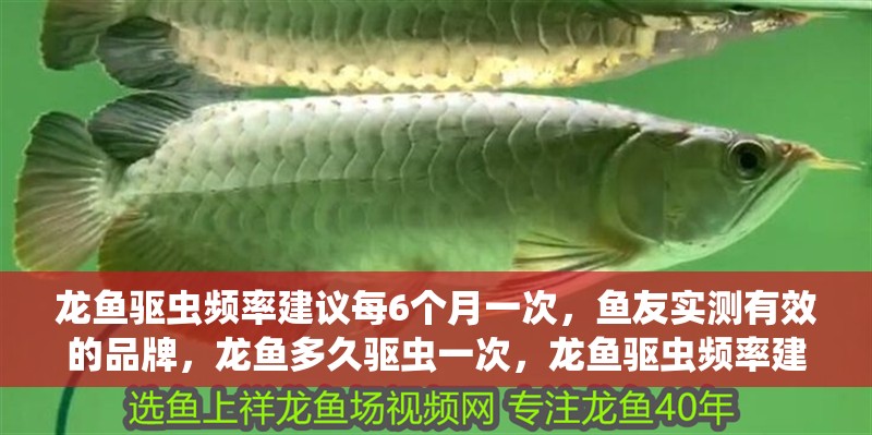 龍魚驅蟲頻率建議每6個月一次，魚友實測有效的品牌，龍魚多久驅蟲一次，龍魚驅蟲頻率建議每6個月一次