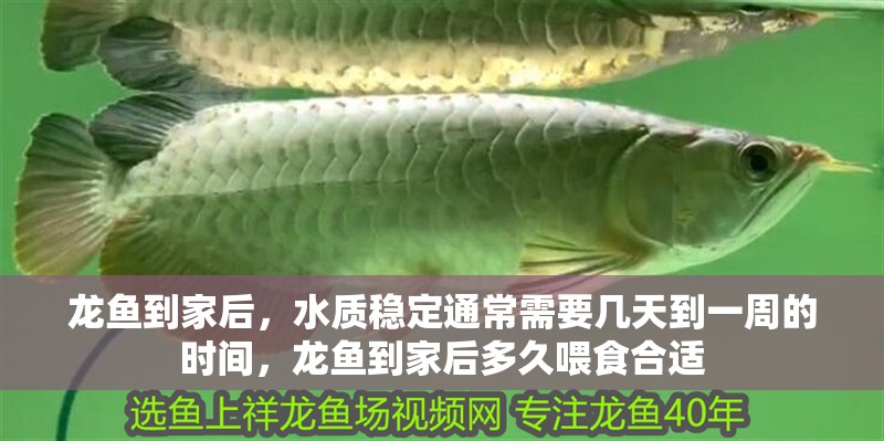 龍魚到家后，水質穩定通常需要幾天到一周的時間，龍魚到家后多久喂食合適 龍魚到家后，水質穩定通常需要幾天到一周的時間，龍魚到家后多久喂食合適 龍魚百科