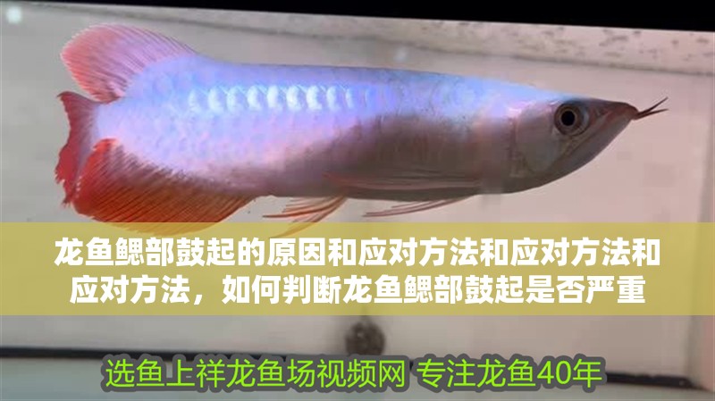 龍魚鰓部鼓起的原因和應對方法和應對方法和應對方法，如何判斷龍魚鰓部鼓起是否嚴重