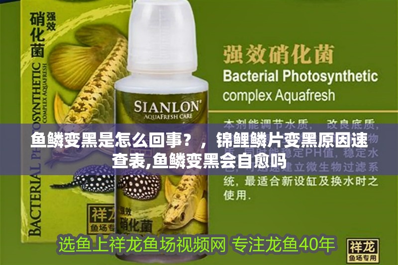 魚鱗變黑是怎么回事？，錦鯉鱗片變黑原因速查表,魚鱗變黑會自愈嗎
