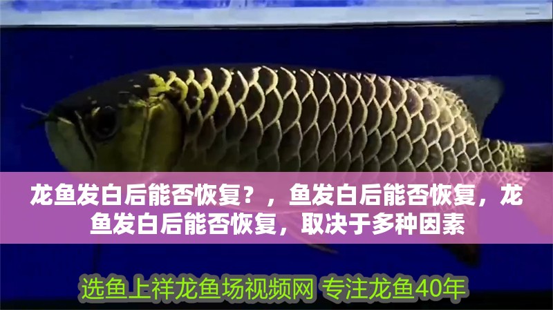龍魚(yú)發(fā)白后能否恢復(fù)？，魚(yú)發(fā)白后能否恢復(fù)，龍魚(yú)發(fā)白后能否恢復(fù)，取決于多種因素