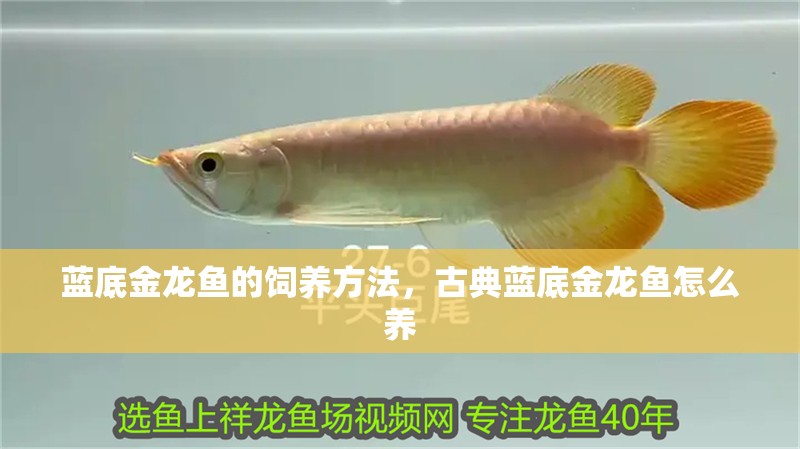 藍底金龍魚的飼養方法，古典藍底金龍魚怎么養