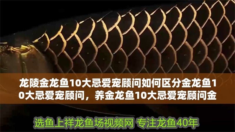 龍陵金龍魚10大忌愛寵顧問如何區分金龍魚10大忌愛寵顧問，養金龍魚10大忌愛寵顧問金龍魚10大忌愛寵顧問