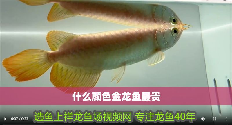 什么顏色金龍魚最貴