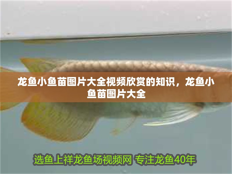 龍魚小魚苗圖片大全視頻欣賞的知識，龍魚小魚苗圖片大全