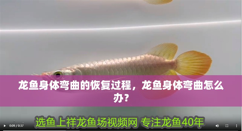 龍魚身體彎曲的恢復(fù)過程，龍魚身體彎曲怎么辦？