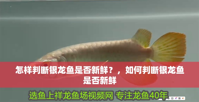 怎樣判斷銀龍魚是否新鮮？，如何判斷銀龍魚是否新鮮