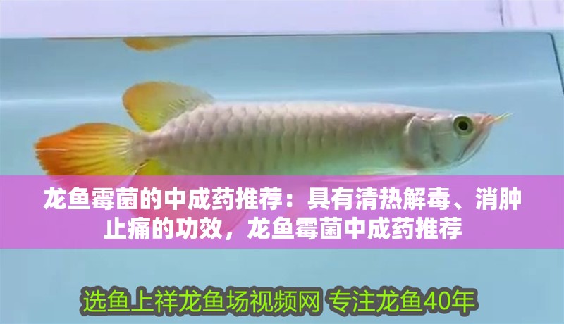 龍魚霉菌的中成藥推薦：具有清熱解毒、消腫止痛的功效，龍魚霉菌中成藥推薦