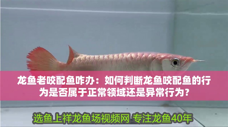 龍魚老咬配魚咋辦：如何判斷龍魚咬配魚的行為是否屬于正常領(lǐng)域還是異常行為？ 龍魚老咬配魚咋辦：如何判斷龍魚咬配魚的行為是否屬于正常領(lǐng)域還是異常行為？ 觀賞魚百科