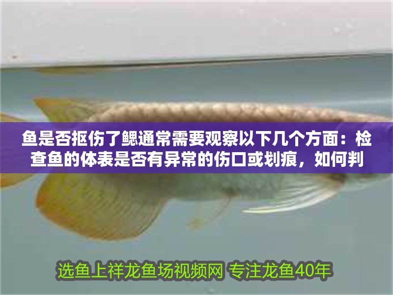 魚是否摳傷了鰓通常需要觀察以下幾個方面：檢查魚的體表是否有異常的傷口或劃痕，如何判斷魚是否摳傷了肺？