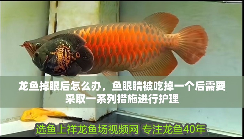 龍魚(yú)掉眼后怎么辦，魚(yú)眼睛被吃掉一個(gè)后需要采取一系列措施進(jìn)行護(hù)理