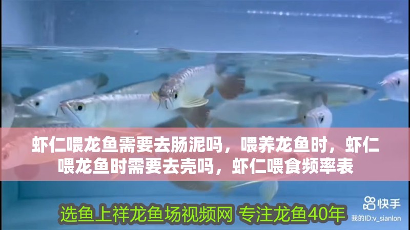 蝦仁喂龍魚需要去腸泥嗎，喂養龍魚時，蝦仁喂龍魚時需要去殼嗎，蝦仁喂食頻率表
