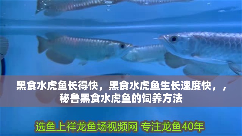 黑食水虎魚長得快，黑食水虎魚生長速度快，，秘魯黑食水虎魚的飼養(yǎng)方法