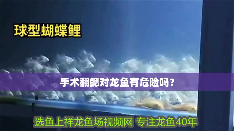 手術翻鰓對龍魚有危險嗎？ 手術翻鰓對龍魚有危險嗎？ 龍魚百科