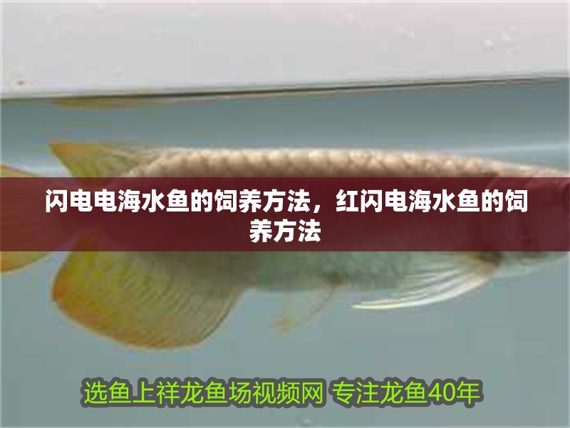 閃電電海水魚的飼養(yǎng)方法，紅閃電海水魚的飼養(yǎng)方法