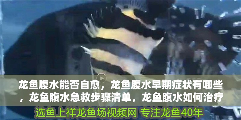 龍魚腹水能否自愈，龍魚腹水早期癥狀有哪些，龍魚腹水急救步驟清單，龍魚腹水如何治療最有效？