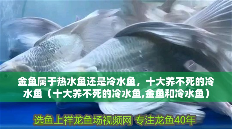 金魚屬于熱水魚還是冷水魚，十大養不死的冷水魚（十大養不死的冷水魚,金魚和冷水魚）