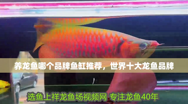 養龍魚哪個品牌魚缸推薦，世界十大龍魚品牌