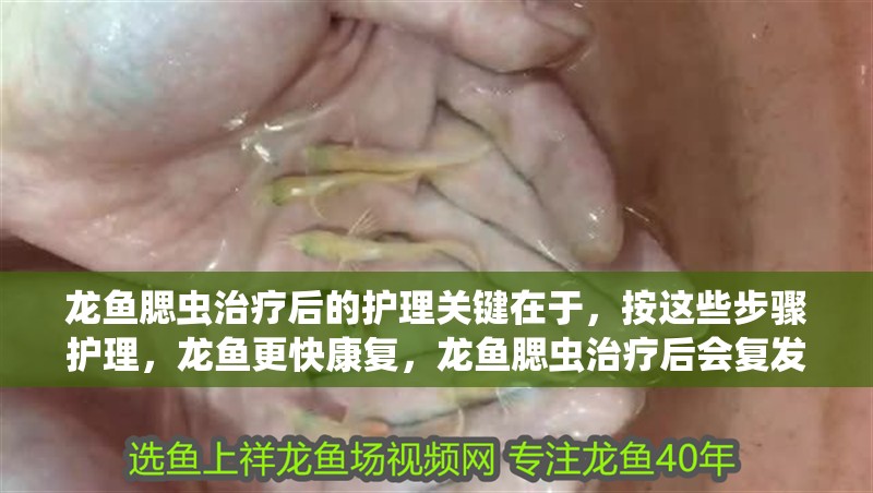 龍魚腮蟲治療后的護理關鍵在于，按這些步驟護理，龍魚更快康復，龍魚腮蟲治療后會復發嗎